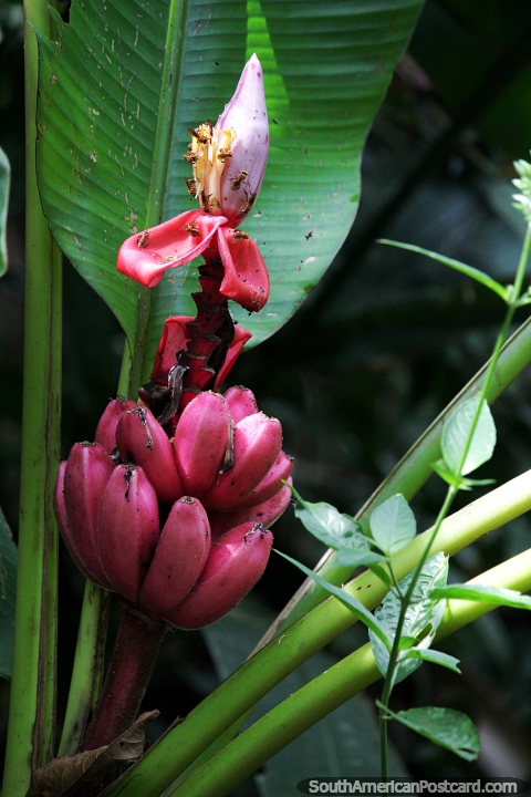 Pink bananas and a pale pink bulb with bees upon in the Amazon. (480x720px). Brazil, South America.