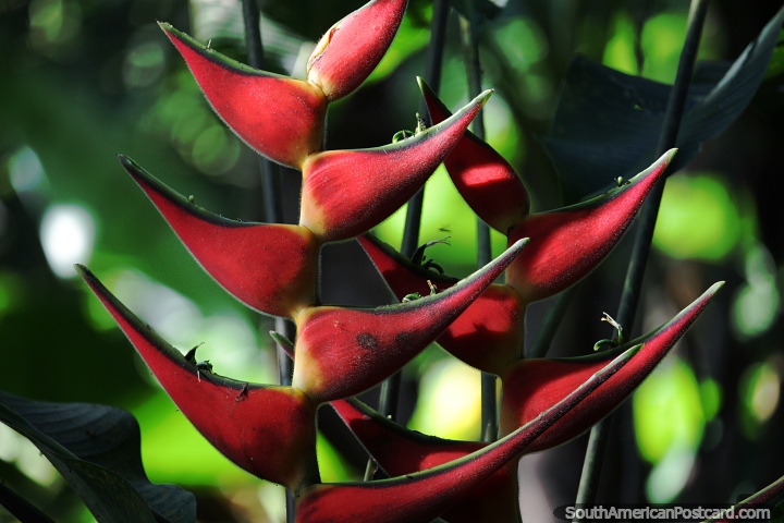 La impresionante planta de pinzas de langosta en el Amazonas, una de varias variedades. (720x480px). Brasil, Sudamerica.