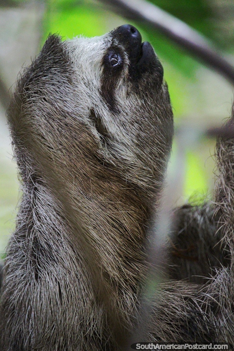 Sloths are slow and gentle creatures and live in the Amazon rainforest. (480x720px). Brazil, South America.
