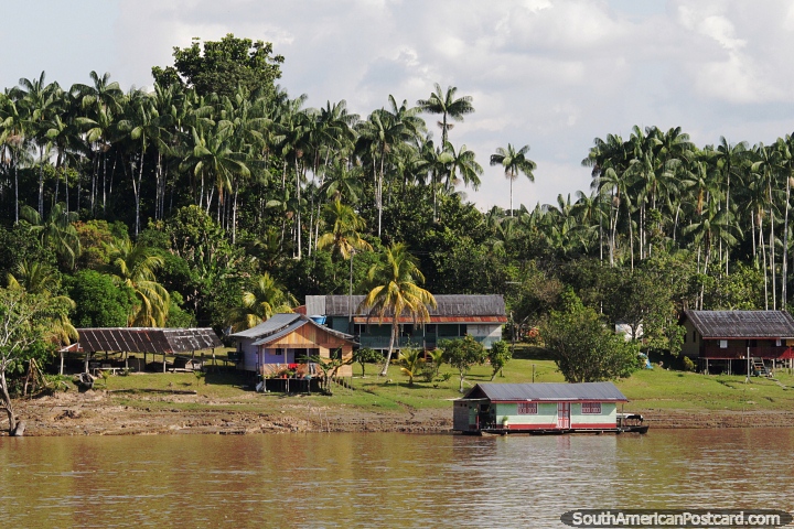 Community of houses with many palm trees beside the Amazon River. (720x480px). Brazil, South America.
