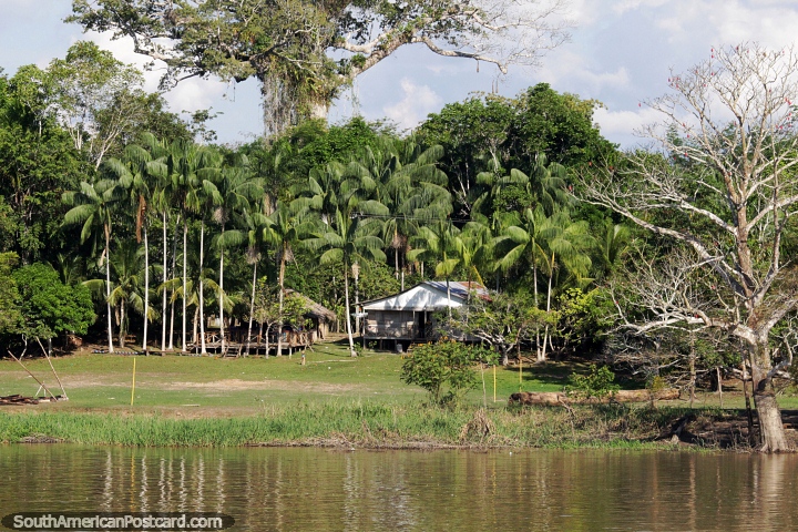 Living in the Amazon jungle under a huge green canopy, houses and trees. (720x480px). Brazil, South America.