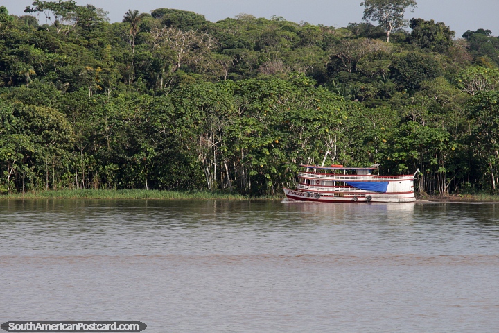 Pequeo ferry empequeecido por los rboles mientras viaja a lo largo del ro Amazonas. (720x480px). Brasil, Sudamerica.