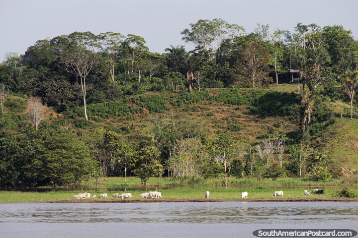 There is plenty of grass for these cows on the Amazon riverside. (720x480px). Brazil, South America.