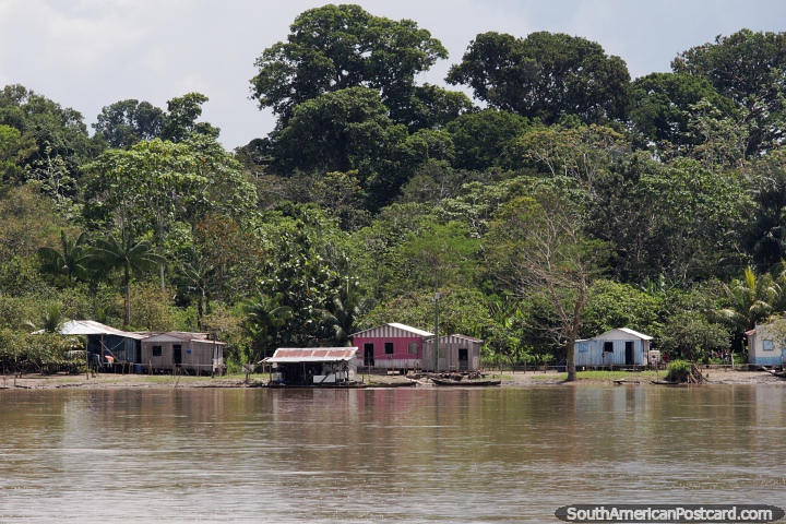 Small houses with a backing of huge trees beside the Amazon river. (720x480px). Brazil, South America.