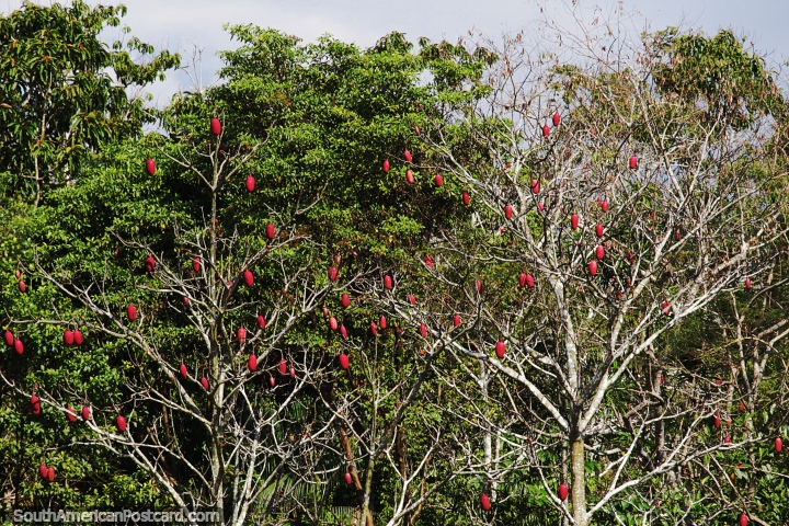 rbol de cacao con muchos frutos rojos que contienen granos de cacao en el Amazonas. (720x480px). Brasil, Sudamerica.