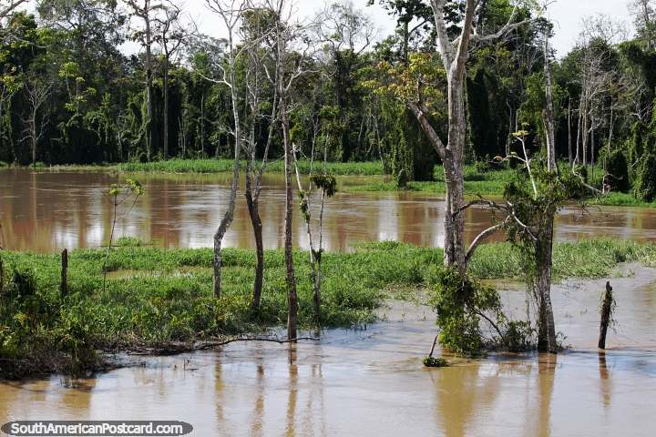 O rio Amazonas est alto e os campos se transformaram em pntanos. (720x480px). Brasil, Amrica do Sul.
