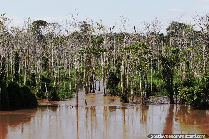 Un bosque acuoso porque el ro est alto en el Amazonas a veces. (720x480px). Brasil, Sudamerica.