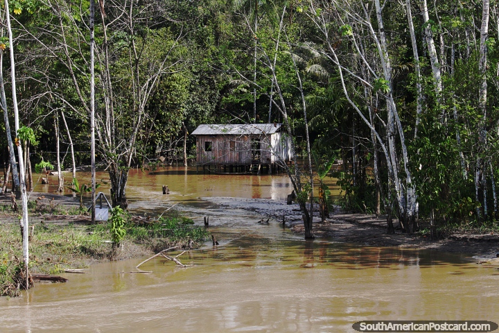 Propiedad bajo el agua debido a las condiciones del ro alto en el Amazonas. (720x480px). Brasil, Sudamerica.