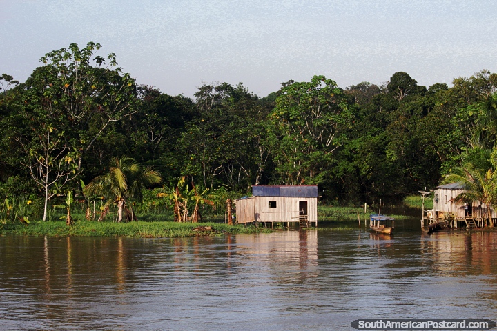 Maana tranquila en el ro Amazonas, el ro est alto. (720x480px). Brasil, Sudamerica.