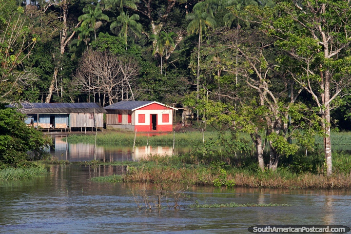 Ribera acuosa porque las lluvias crearon humedales en el Amazonas. (720x480px). Brasil, Sudamerica.