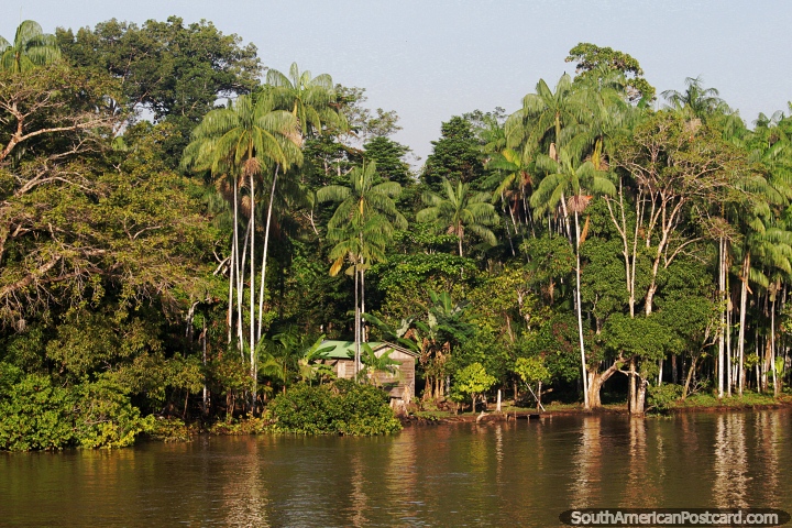 Vive entre la espesa selva junto al ro Amazonas con altas palmeras. (720x480px). Brasil, Sudamerica.