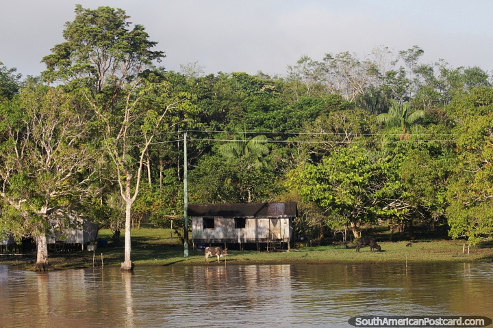 Par de vacas do lado de fora da frente desta casa no rio Amazonas. (720x480px). Brasil, Amrica do Sul.