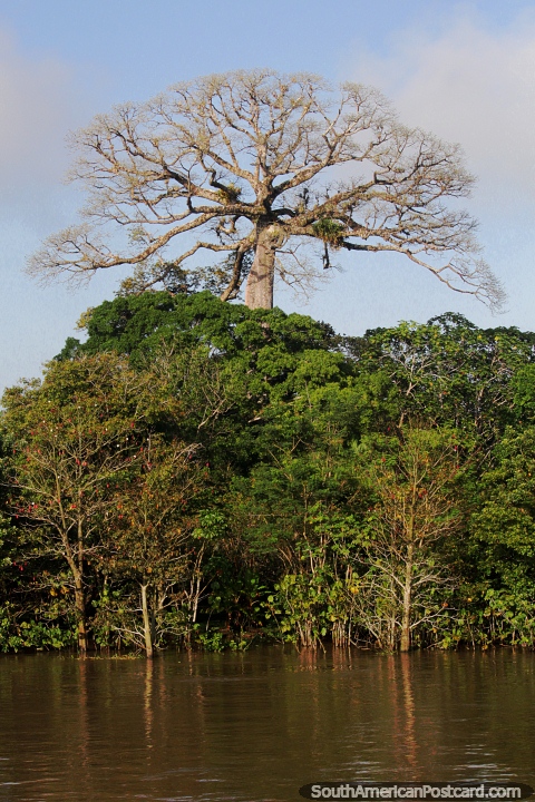 Huge tree standing above all the others in the Amazon. (480x720px). Brazil, South America.