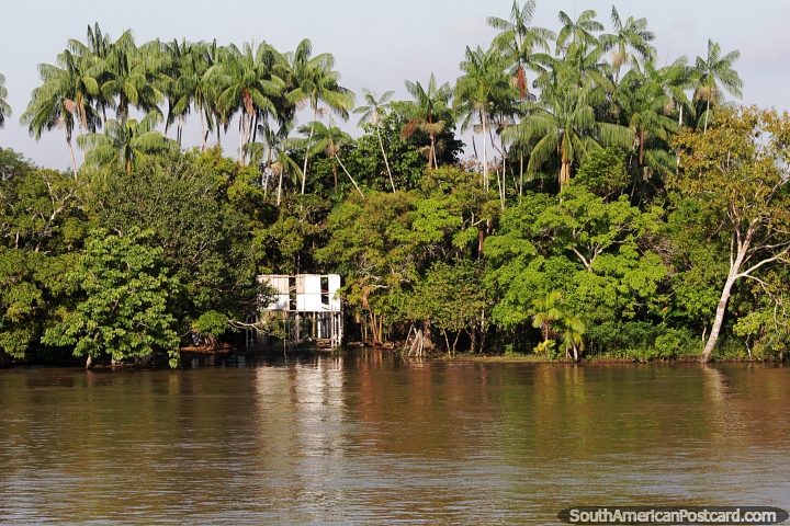 Construccin de una choza en la jungla bajo un dosel de palmeras en el Amazonas. (720x480px). Brasil, Sudamerica.