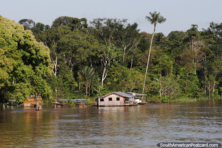 House of the lone palm tree in the Amazon around halfway between Tabatinga and Manaus. (720x480px). Brazil, South America.