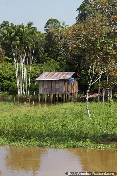 Casa de la selva de madera sobre pilotes, las aguas altas del ro cubren el suelo, el Amazonas. (480x720px). Brasil, Sudamerica.