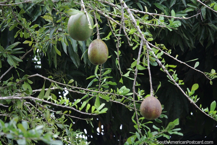 Melon tree in the Amazon in Obidos. Photo from Brazil, South America ...