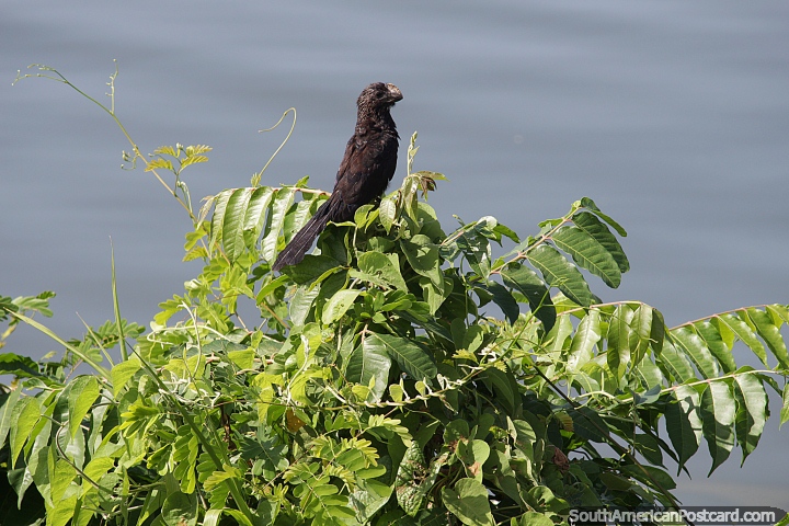 Ave negra, comum nas margens do rio em Altamira. (720x480px). Brasil, Amrica do Sul.