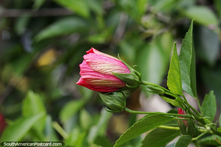 Bonita flor rosa en el parque de Altamira. (720x480px). Brasil, Sudamerica.