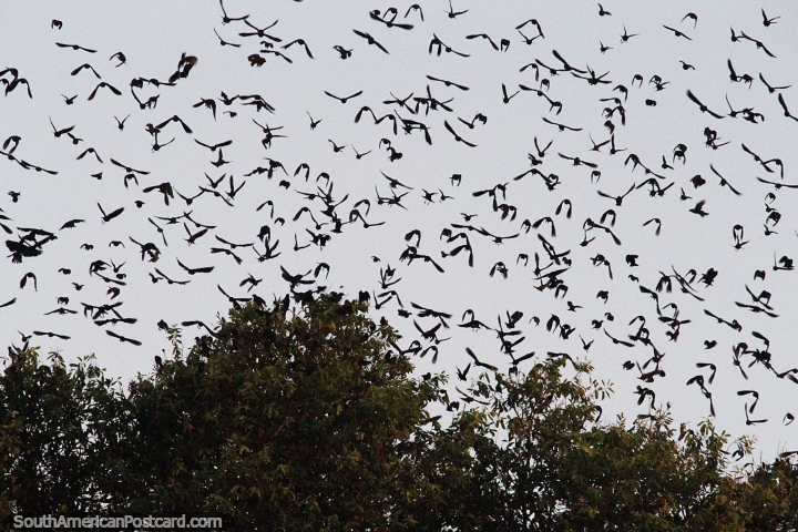 Os pssaros voltam da mata para as rvores da orla do rio em Altamira. (720x480px). Brasil, Amrica do Sul.