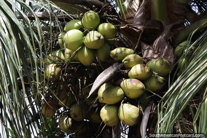 Coconuts growing by the dozen in the tropical climate in Altamira. (720x480px). Brazil, South America.