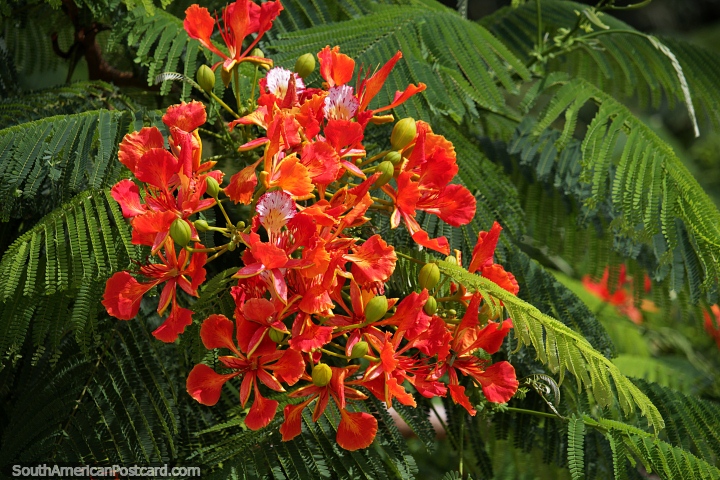 Orange flowers, buds and green ferns growing in Altamira. (720x480px). Brazil, South America.