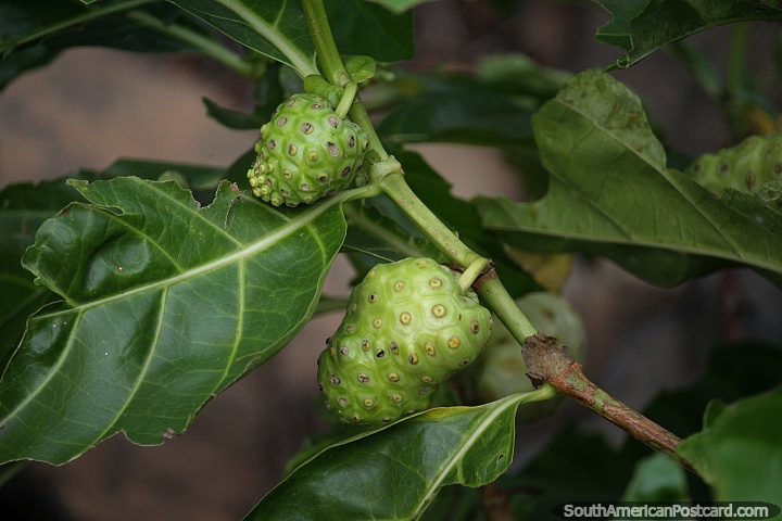 Strange but interesting fruit, flower or plant with texture in Altamira. (720x480px). Brazil, South America.