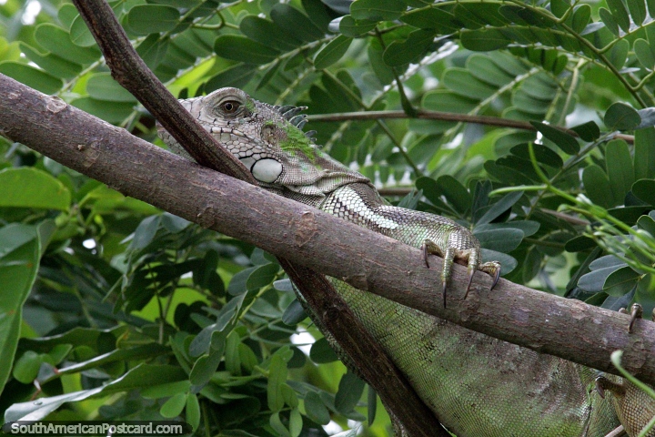 Big fat iguana in a tree around the river in Altamira, look hard and you can see them! (720x480px). Brazil, South America.