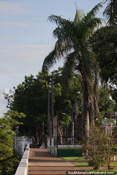 Peaceful walk along the riverfront, a basketball court and palms in Altamira. (480x720px). Brazil, South America.