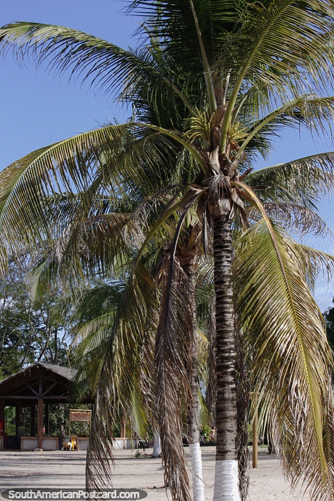 Row of palm trees near the Itapecuru river in Carolina. (480x720px). Brazil, South America.