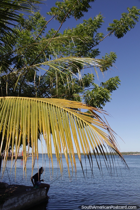 Cena pitoresca ao lado do rio Tocantins com uma samambaia brilhante  luz do sol em Carolina. (480x720px). Brasil, Amrica do Sul.