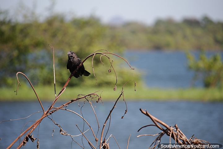 Common black river bird seen in the Amazon in Carolina. (720x480px). Brazil, South America.