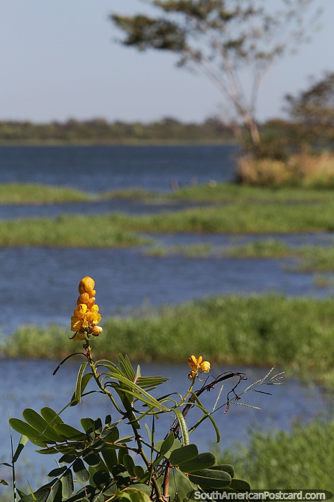Yellow flower in the foreground of the Tocantins River in Carolina. (480x720px). Brazil, South America.