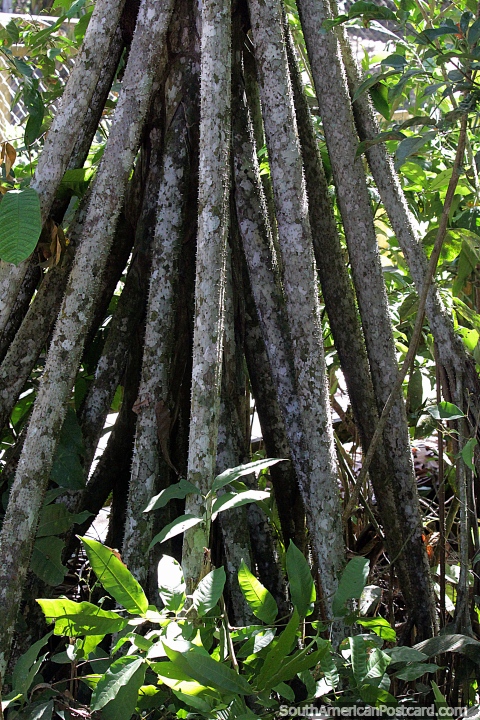 Con muchos troncos delgados, el rbol que camina puede arrojarlos y volver a crecer y caminar, el Amazonas. (480x720px). Brasil, Sudamerica.