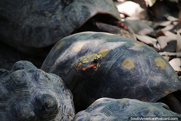 Las tortugas, reptiles del Amazonas, pueden vivir hasta 50 aos o ms. (720x480px). Brasil, Sudamerica.