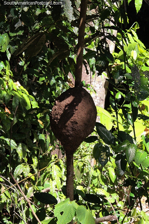 Ants nest in a tree, round ball of mud, the Amazon. (480x720px). Brazil, South America.