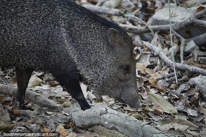 Wild jungle boar in the Amazon, grey and black with white spikes. (720x480px). Brazil, South America.