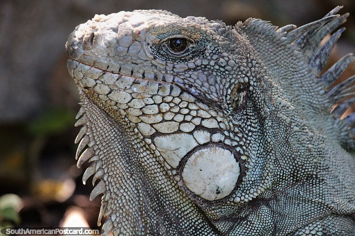Large iguana, they live for around 15 years, the Amazon. (720x480px). Brazil, South America.