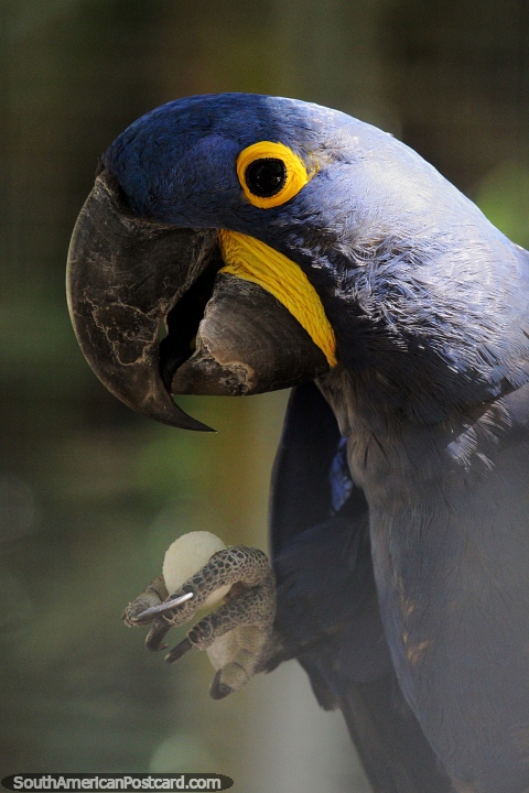 A arara-azul, papagaio-azul, pode viver 50 anos na natureza, na Amaznia. (480x720px). Brasil, Amrica do Sul.