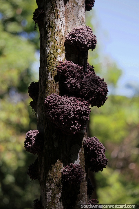 Unusual growth of fungi around a tree trunk in the Amazon, bunches of tiny balls. (480x720px). Brazil, South America.