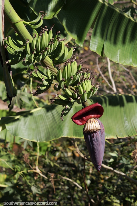 Bananas, comida de graa na selva amaznica. (480x720px). Brasil, Amrica do Sul.