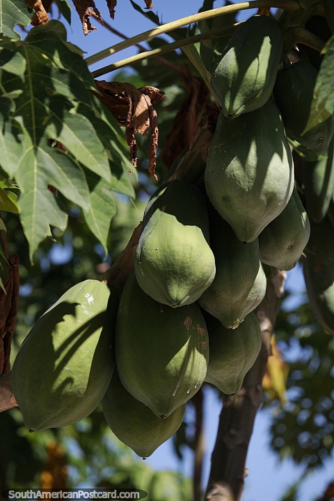 Cocos de forma ovalada colgaban del dosel de la selva en el Amazonas. (480x720px). Brasil, Sudamerica.