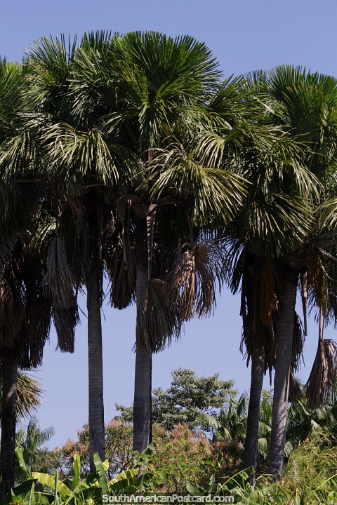 Bushy palm trees, banana trees below, the Amazon. (480x720px). Brazil, South America.