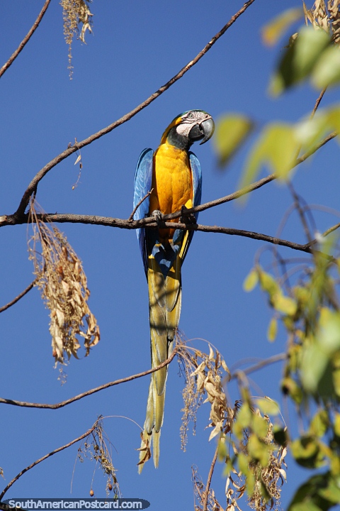 Blue and yellow macaw, also known as the blue and gold macaw in Palmas. (480x720px). Brazil, South America.