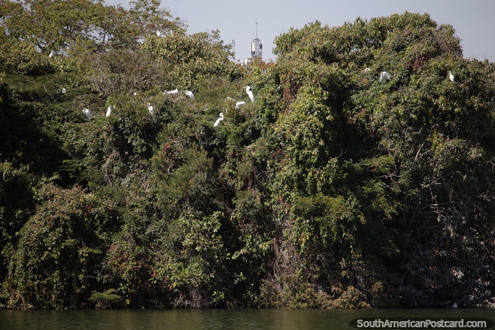 Muchas garzas blancas en los rboles junto a la laguna en el parque de Brasilia. (720x480px). Brasil, Sudamerica.