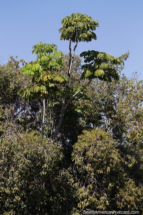 Lush leafy palm tree in Dona Sarah Kubitschek Park in Brasilia. (480x720px). Brazil, South America.