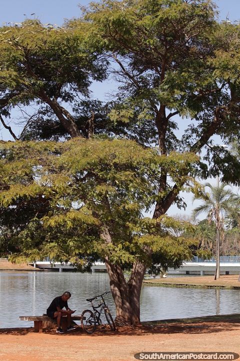 Take a break in the shade under a large tree at the park in Brasilia. (480x720px). Brazil, South America.