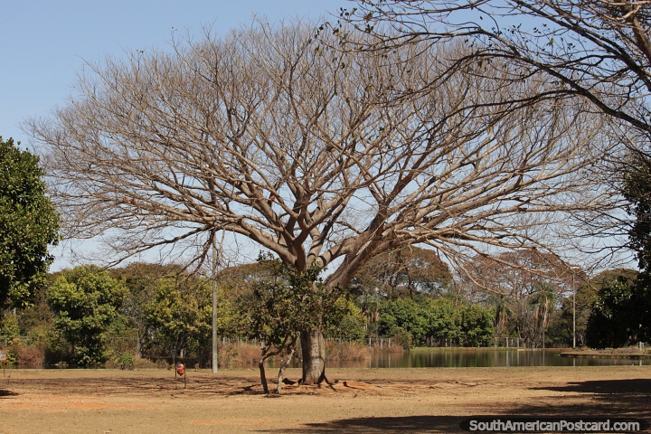 Enorme rbol cerca del agua en el parque Dona Sarah Kubitschek en Brasilia. (720x480px). Brasil, Sudamerica.