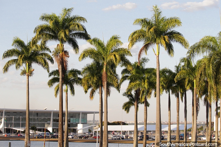 Tall palm trees in the golden sunlight in Brasilia. (720x480px). Brazil, South America.
