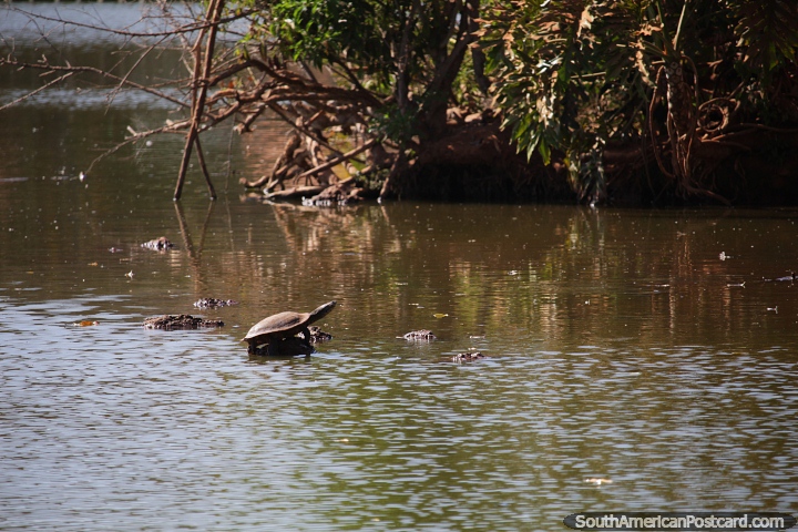 Tartaruga senta-se em uma pequena pedra na lagoa do zoolgico de Braslia. (720x480px). Brasil, Amrica do Sul.
